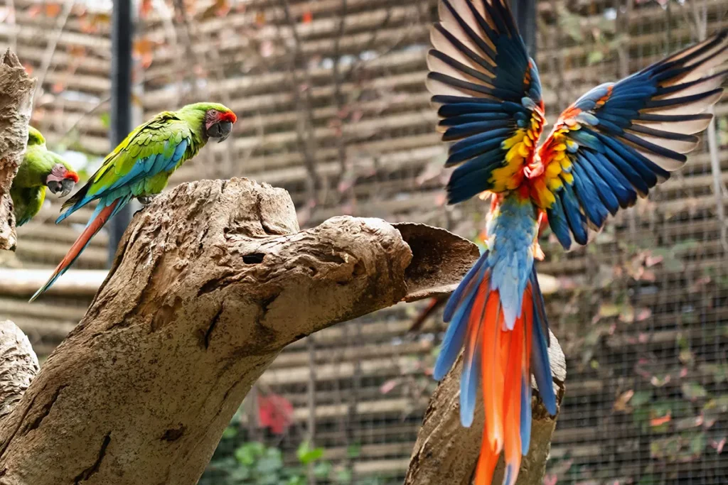 Loro Parque en Tenerife