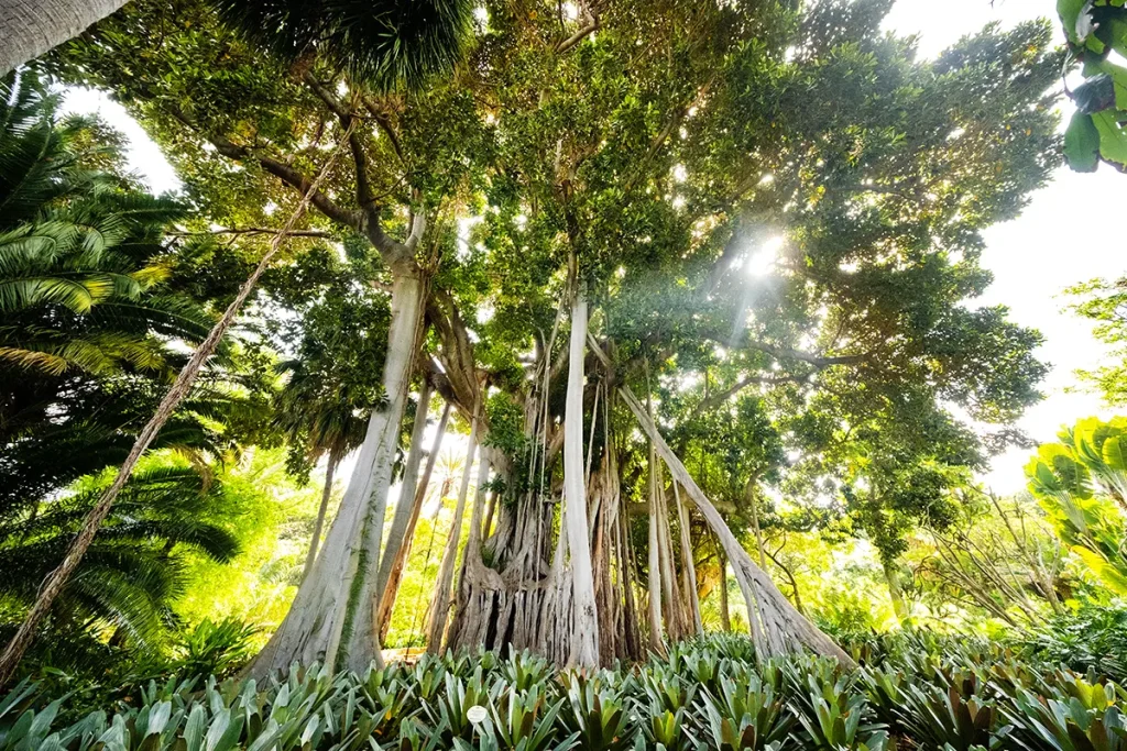 Jardín Botánico en Tenerife